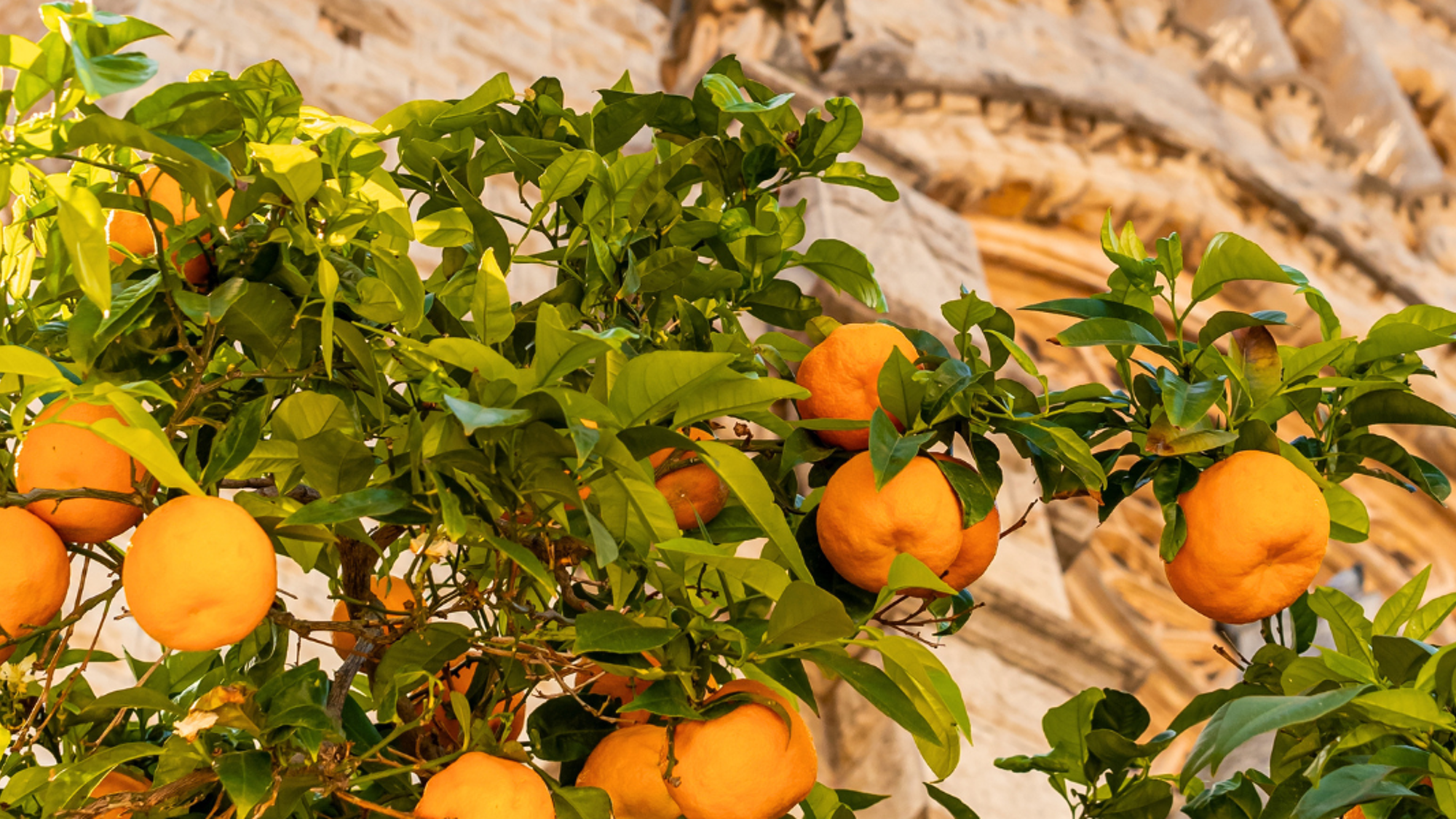 Fornalutx, Majorque ©Shutterstock