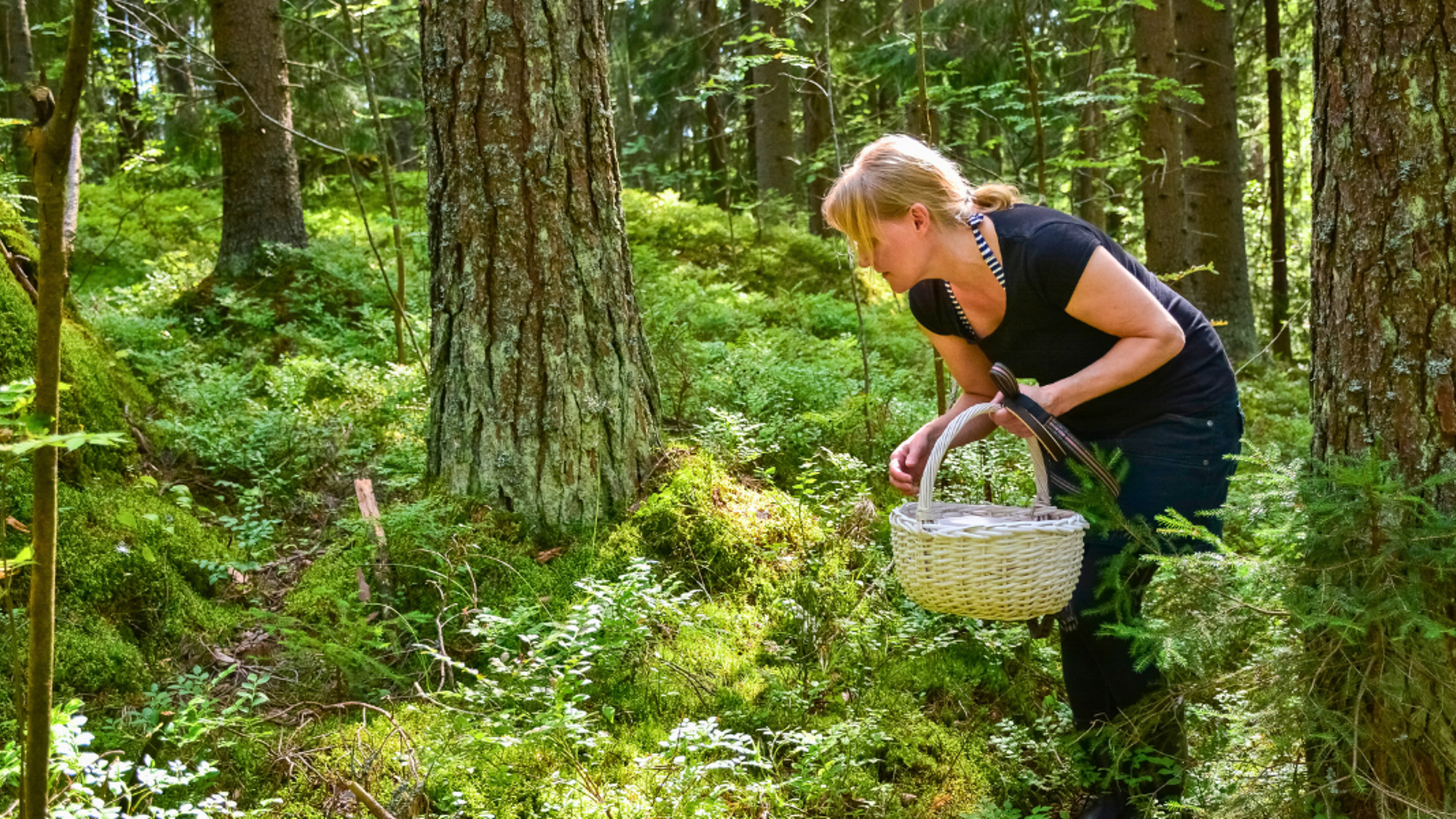 Partez en mode cueillette
