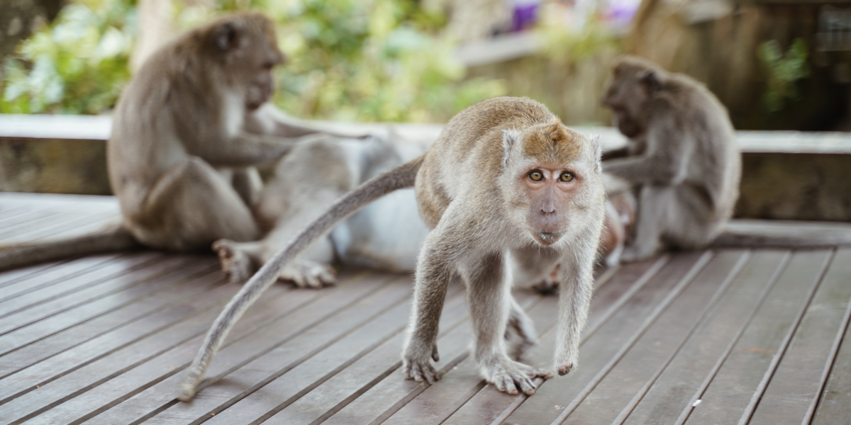 La forêt des singes d'Ubud - jour 7 
