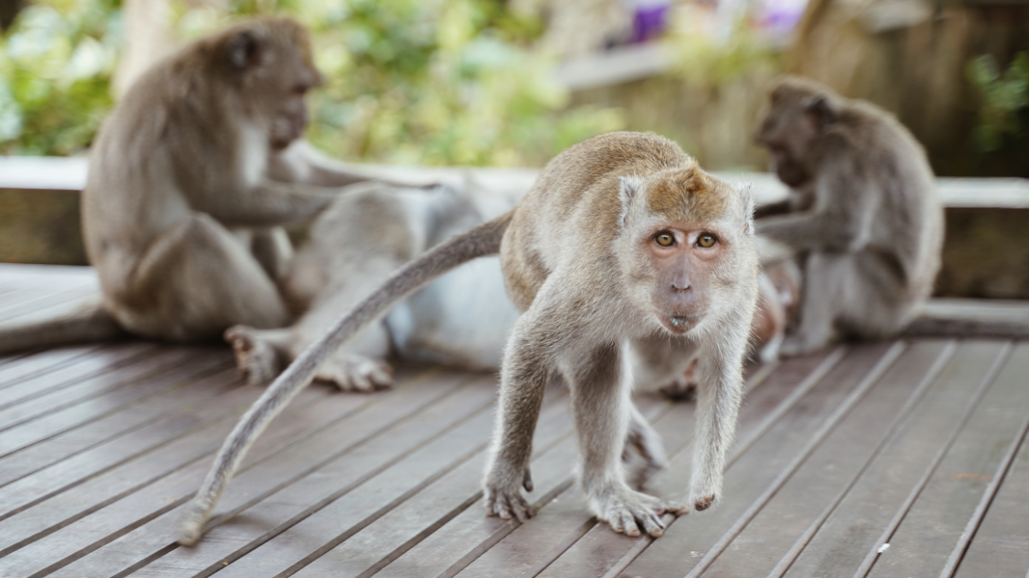La forêt des singes d'Ubud - jour 7