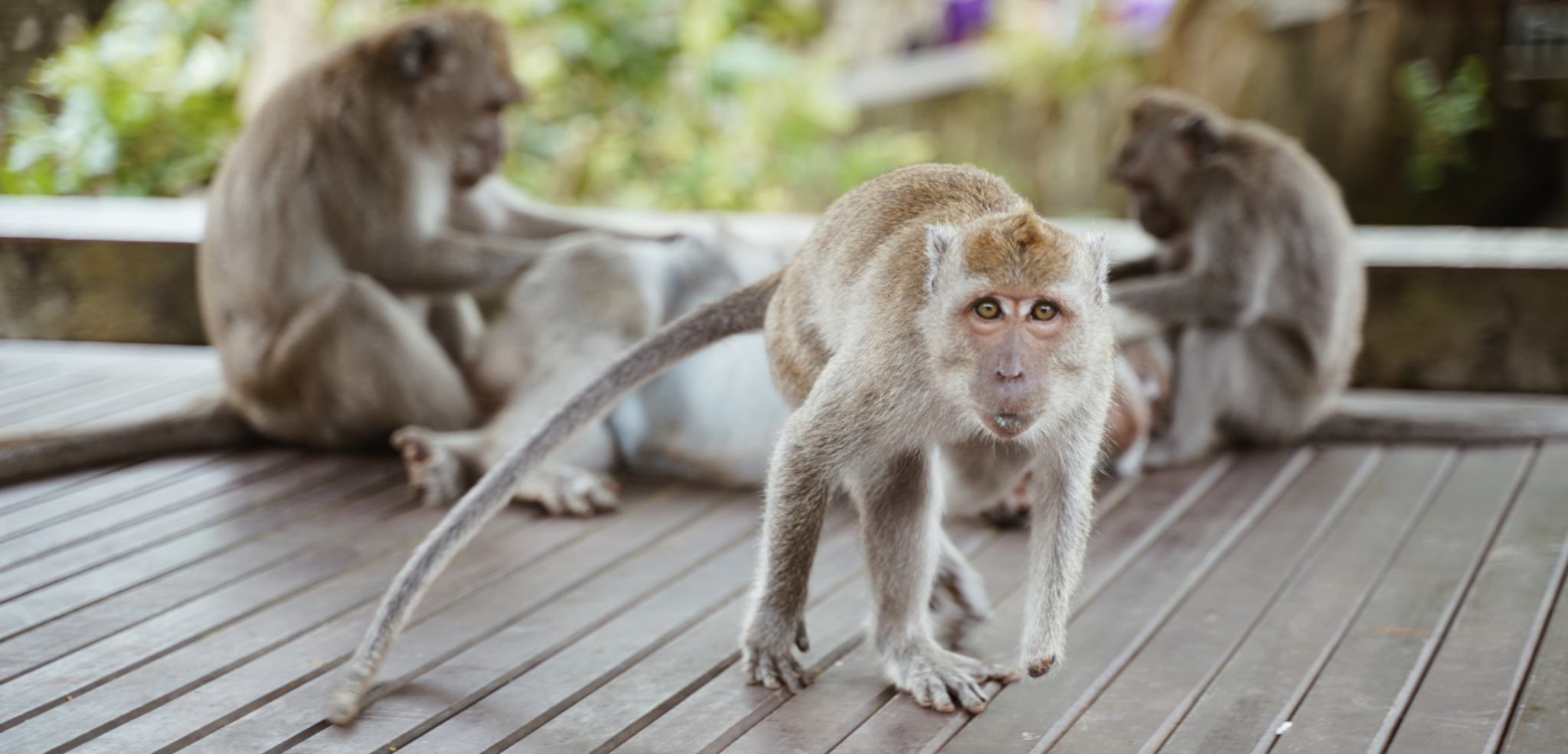 La forêt des singes d'Ubud - jour 7