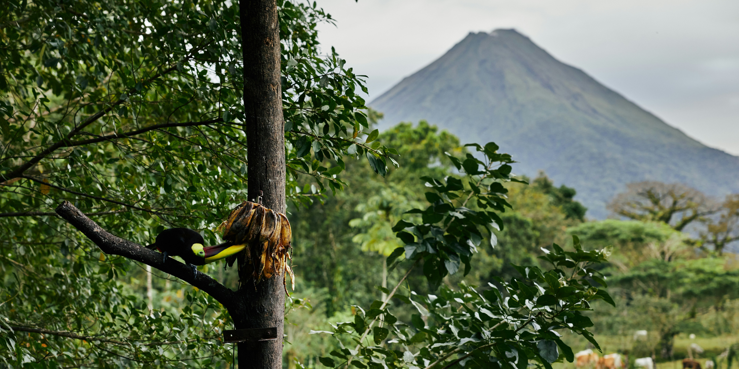 Cap sur le Volcan Arenal - jours 4 et 5 