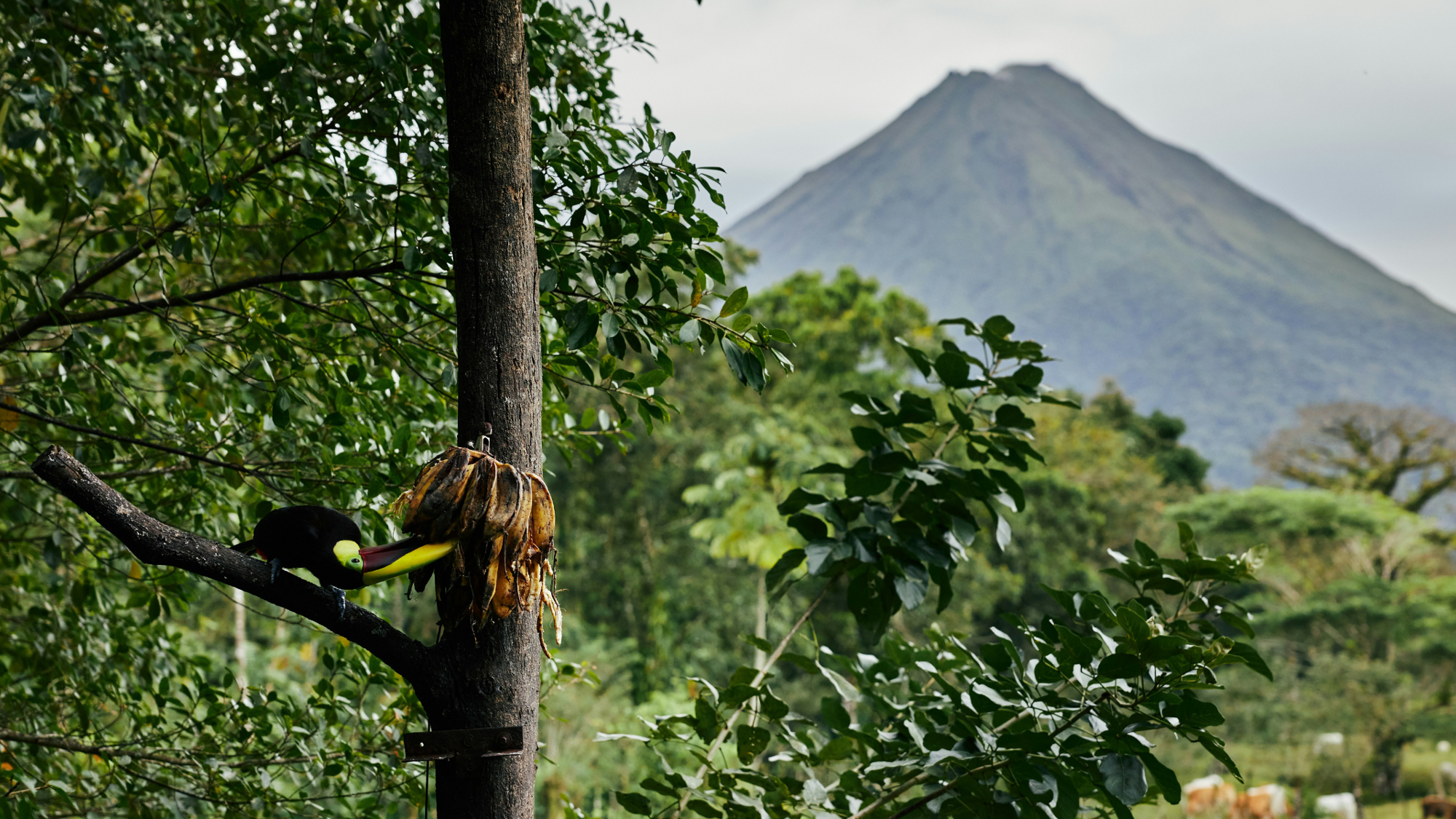 Cap sur le Volcan Arenal - jours 4 et 5