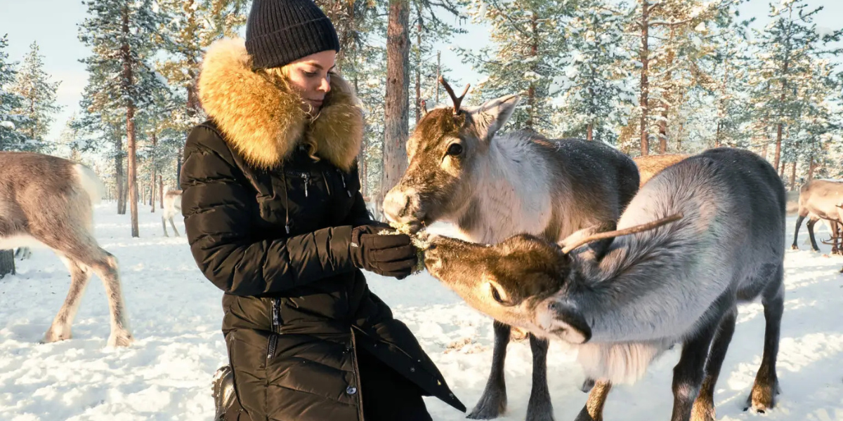 L'élevage de rennes 