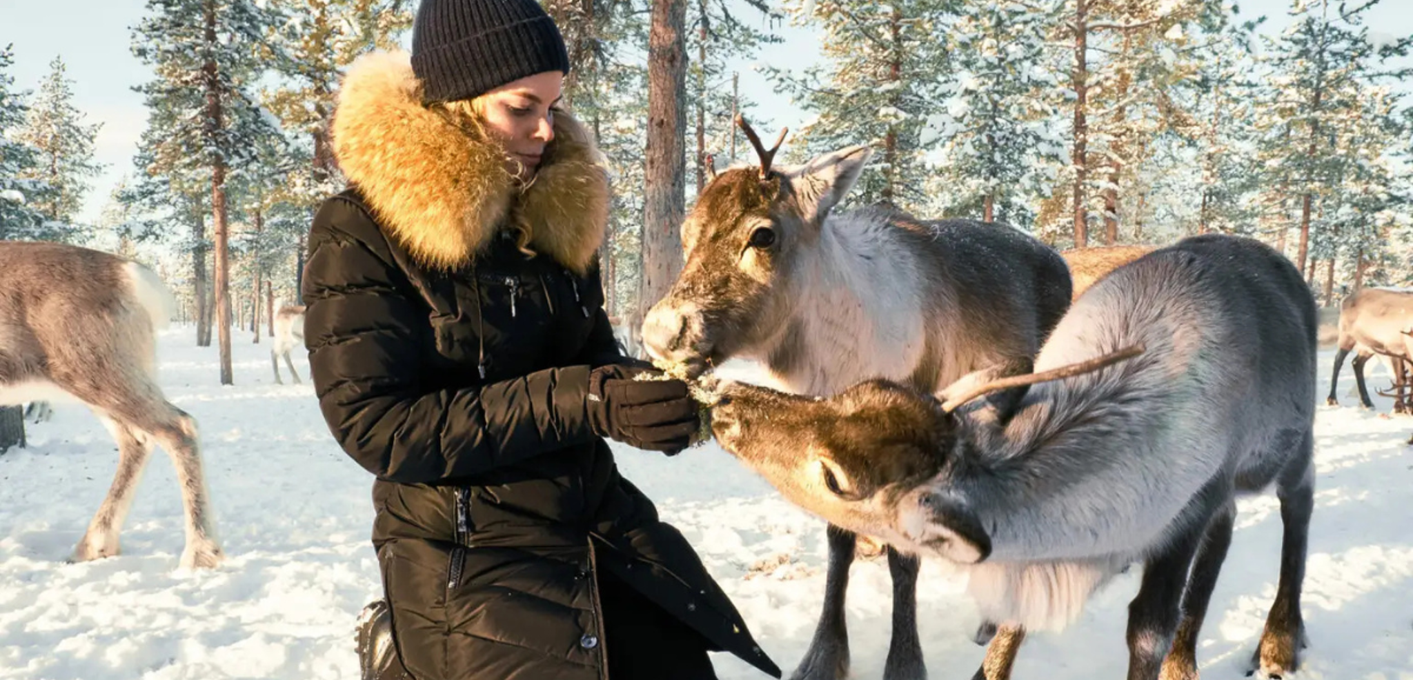L'élevage de rennes