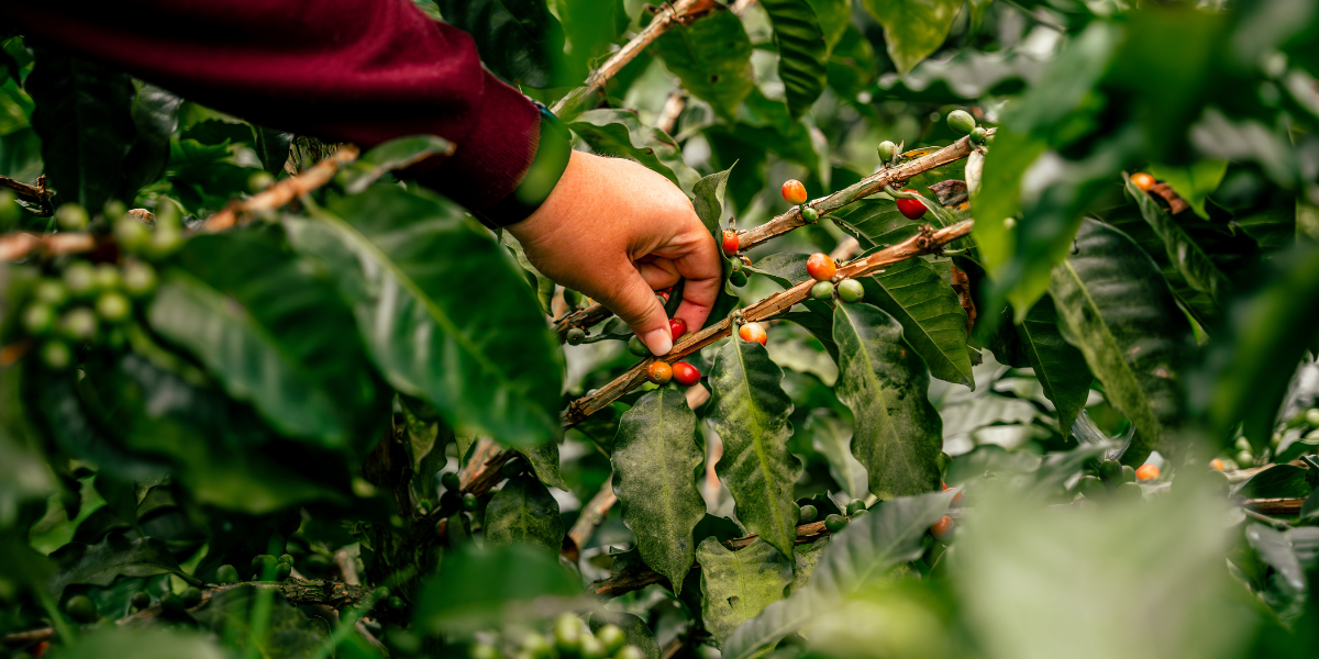 La cueillette du café - J3