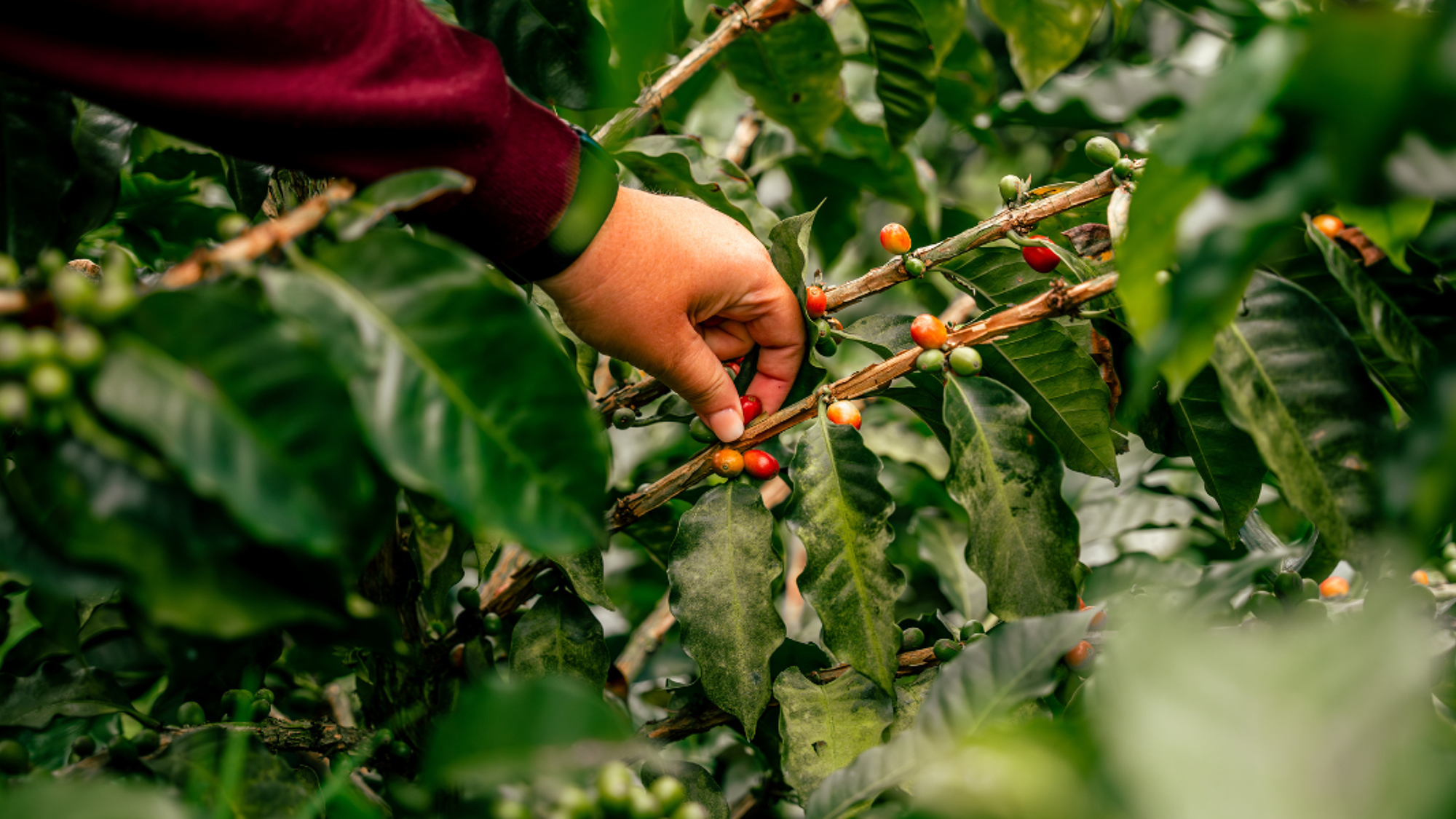 La cueillette du café - J3