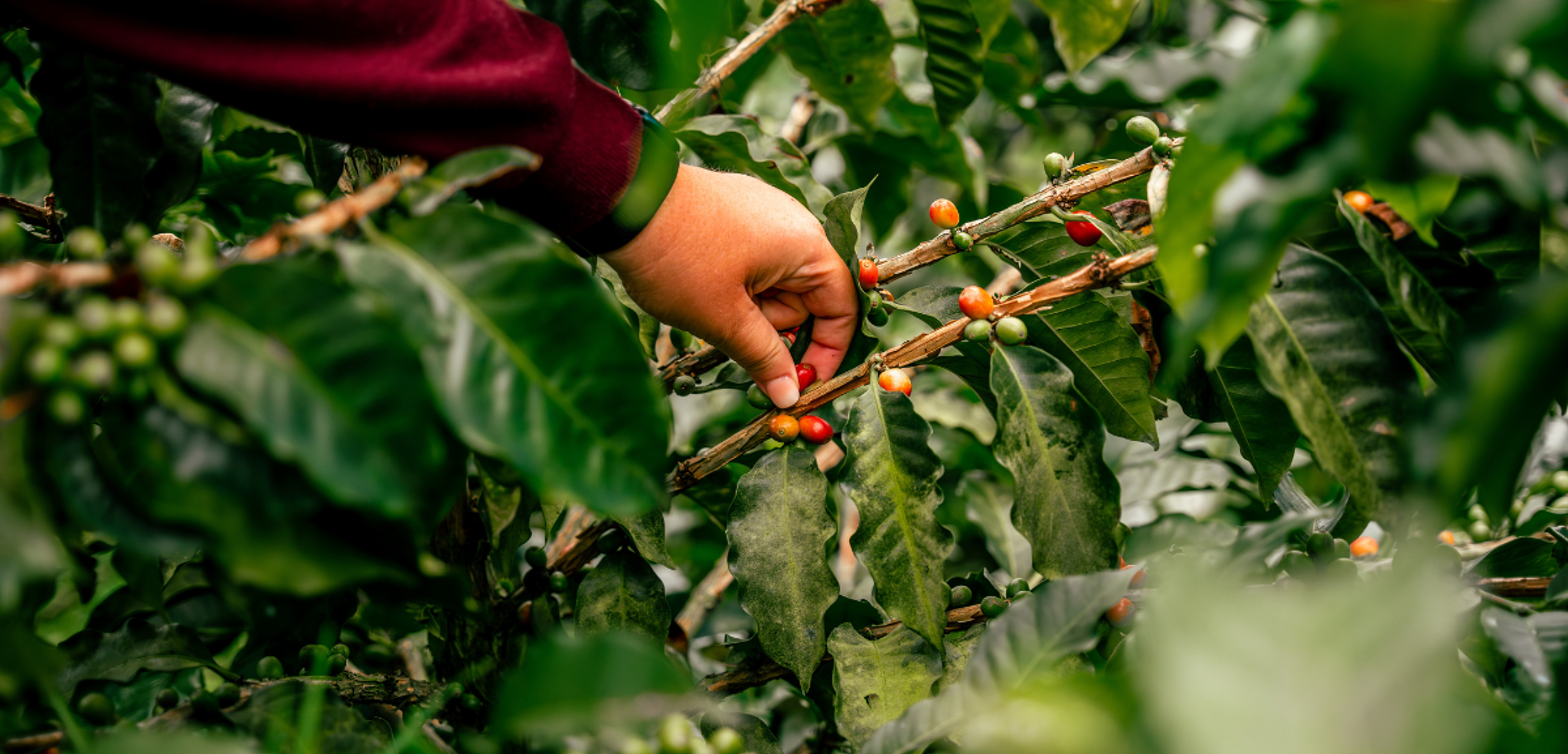La cueillette du café - J3