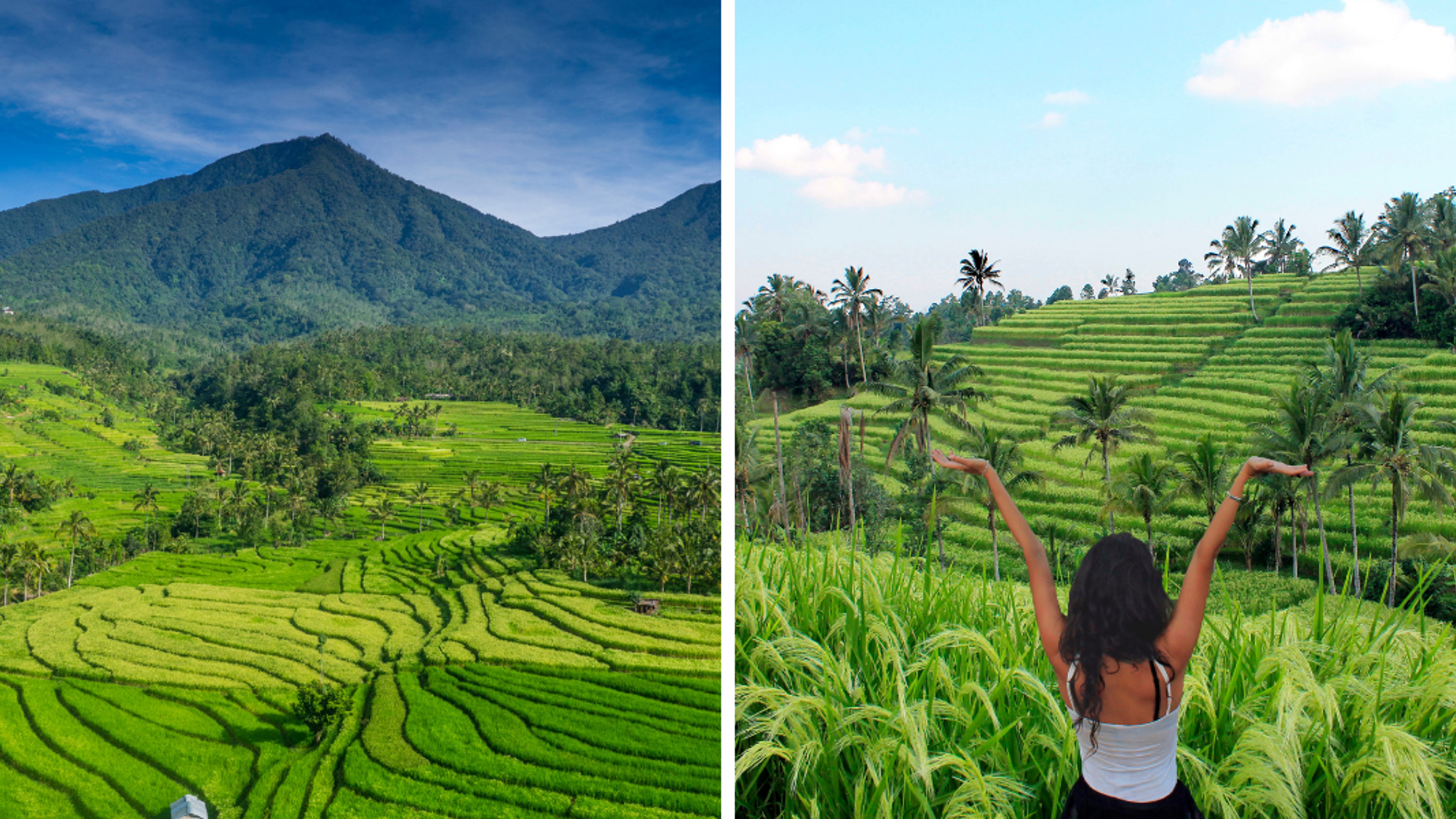 A travers les rizières de Jatiluwih