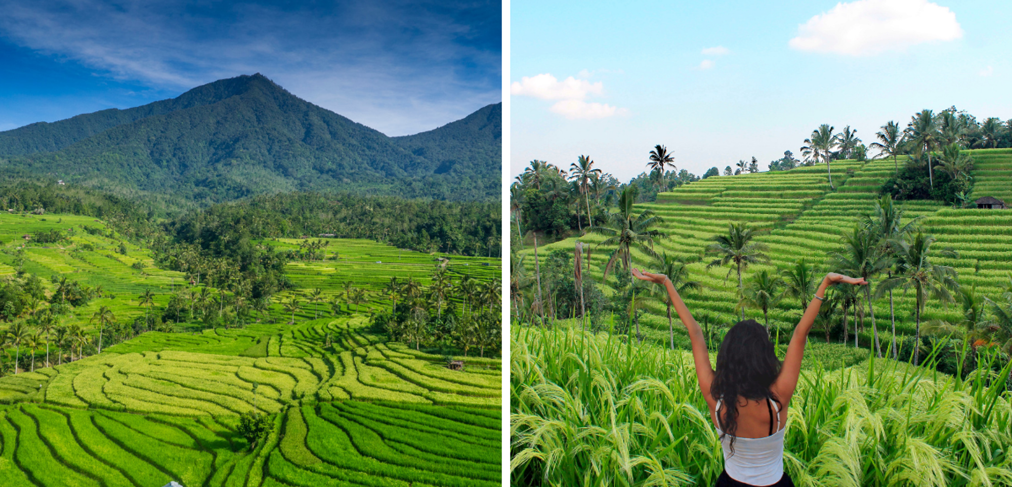 A travers les rizières de Jatiluwih