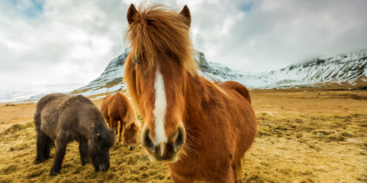 Excursion cheval (jour 5)