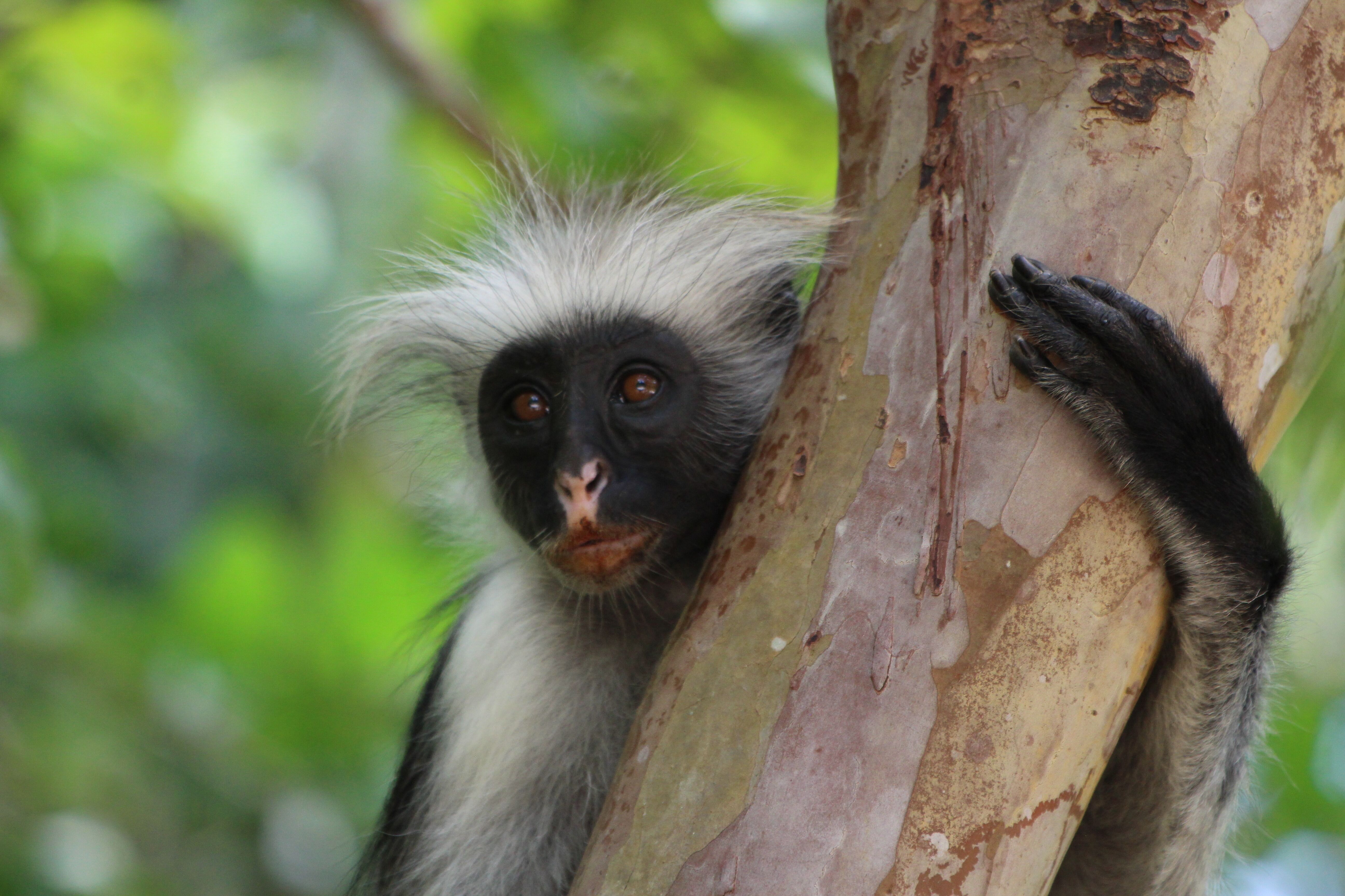 Excursion dans la forêt de Jozani (Jour 7) 