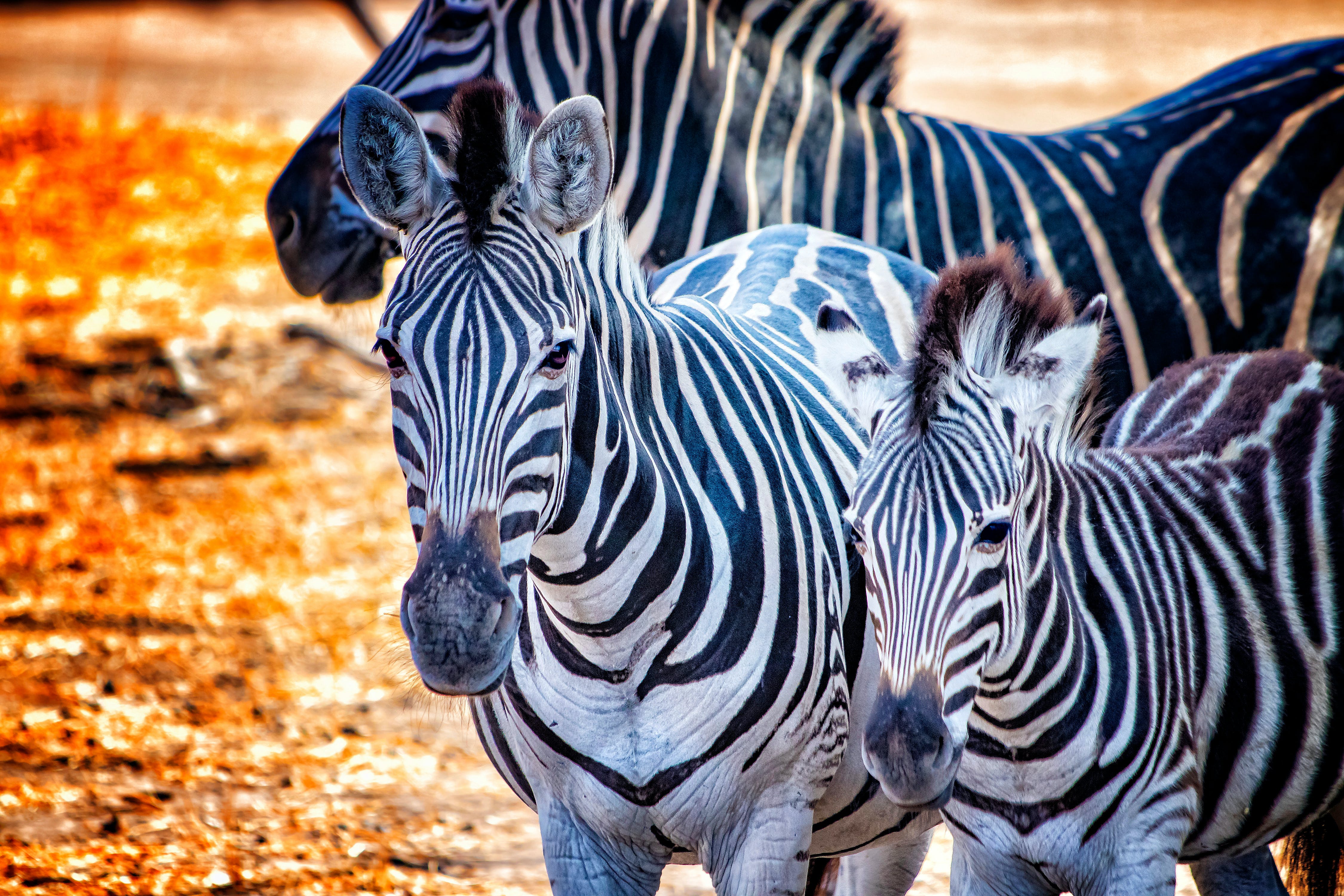 Safari dans la réserve de Bandia (Jour 7)