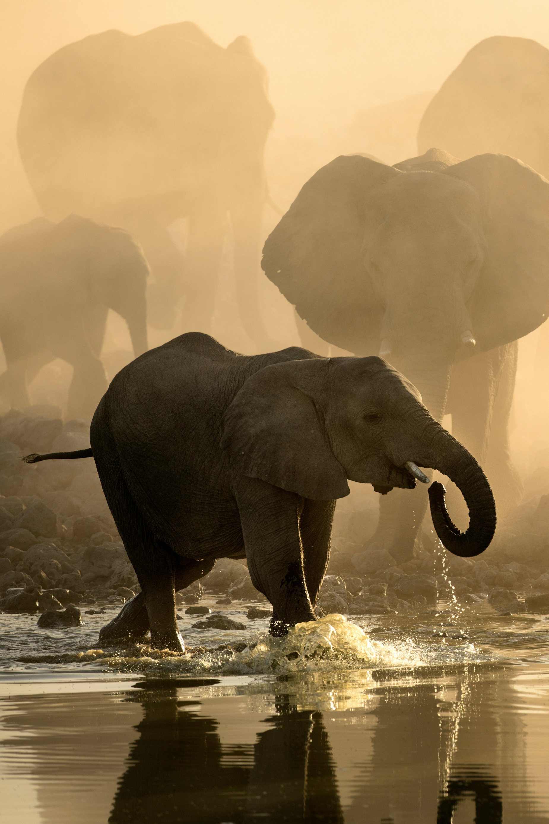 DIX - Le Delta de l'Okavango, là où bat le coeur sauvage