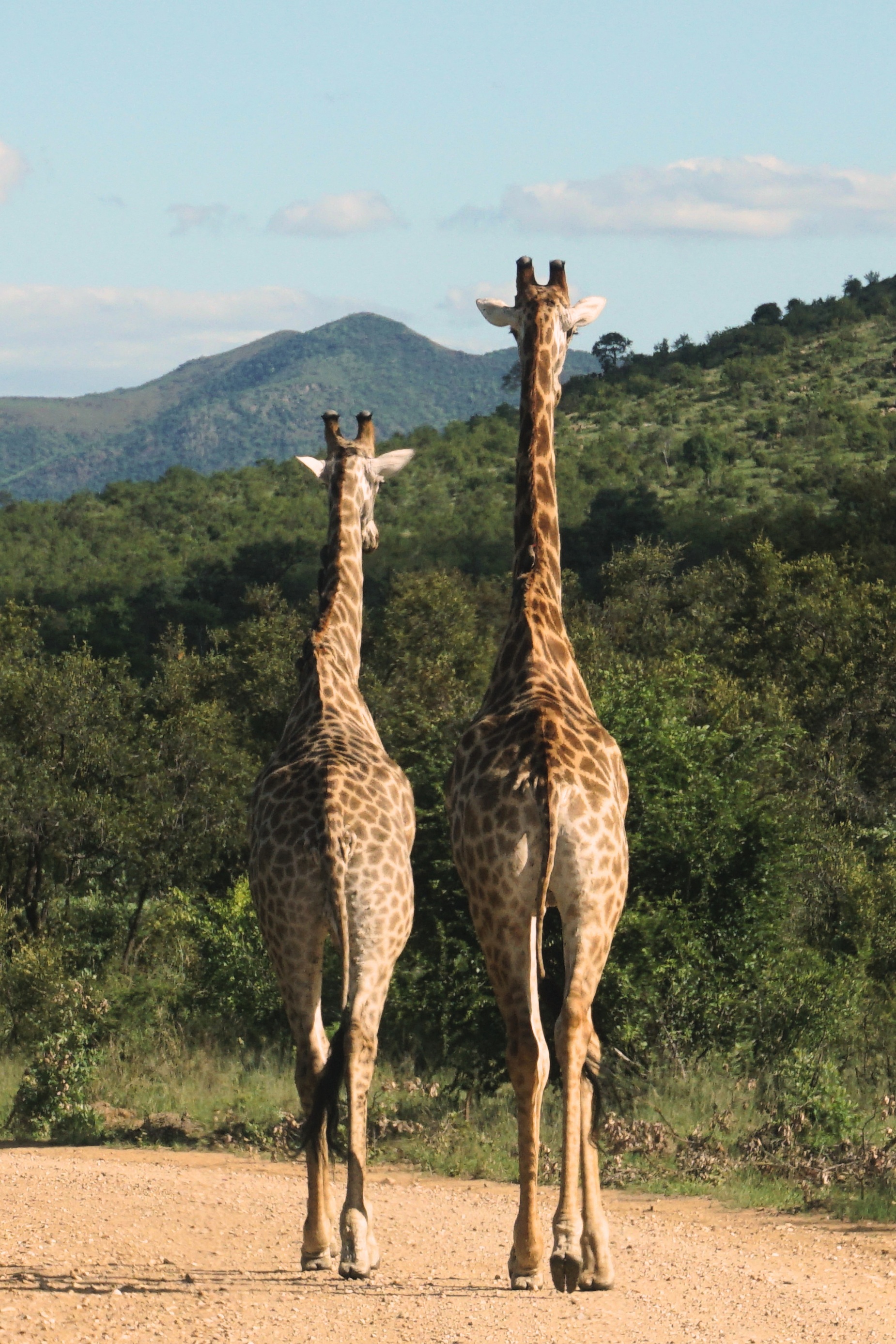 Cap sur l'Afrique du Sud