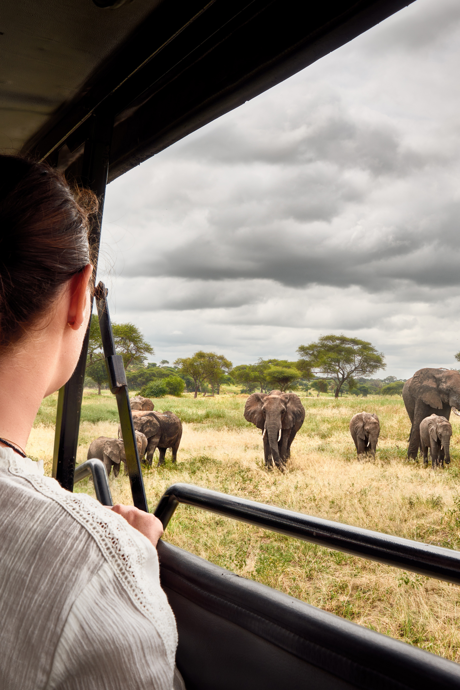 Safari en Tanzanie, sur la piste des Big Five 