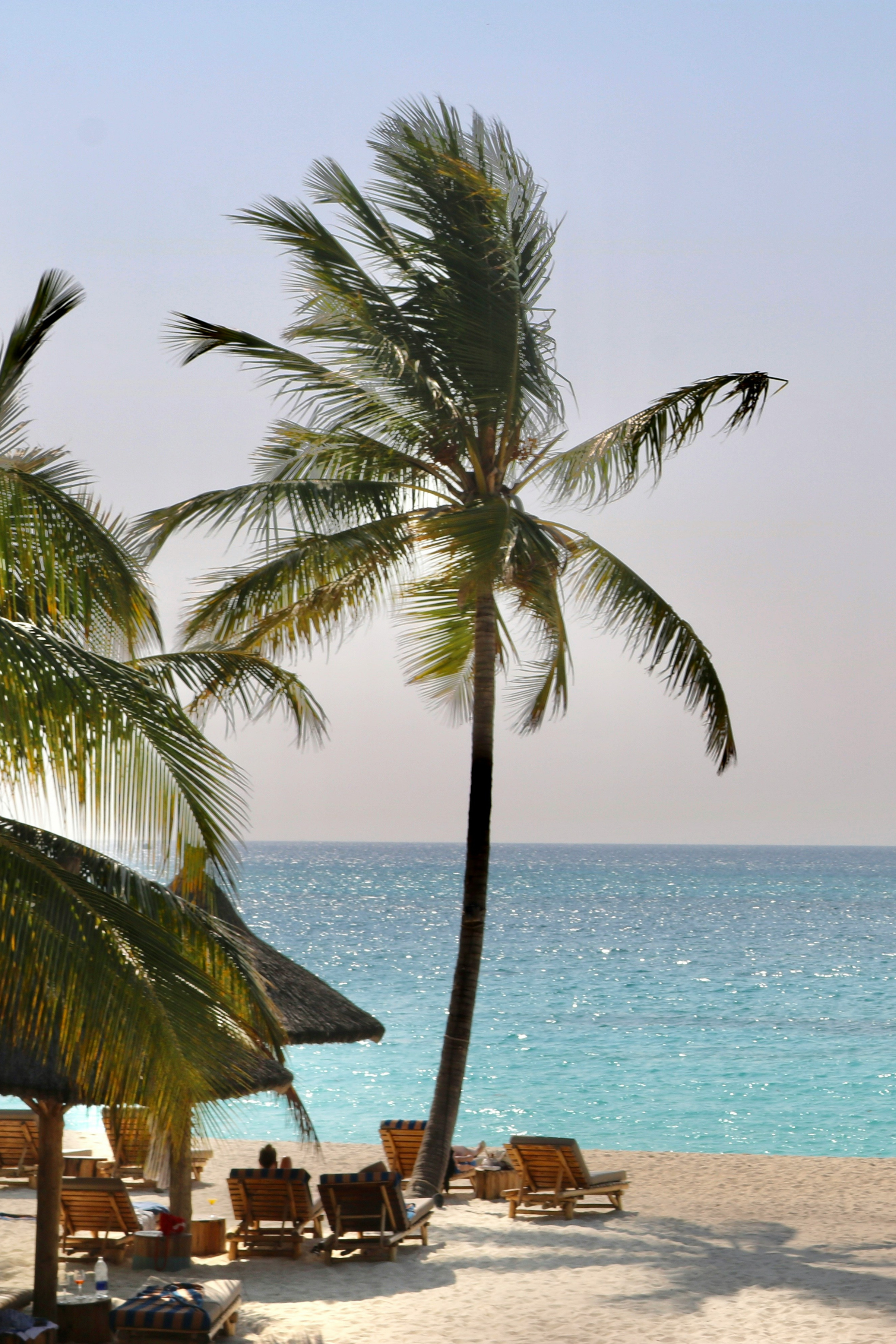 Zanzibar, à l’ombre des cocotiers